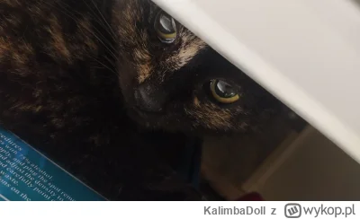 KalimbaDoll - jakie znowu #dziendobry?

wlazła pod umywalkę i nie chce wyjść
ehhh it'...