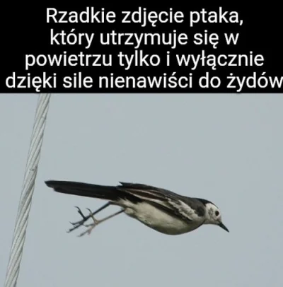 PonuryBatyskaf - #heheszki #humorobrazkowy #ornitologia #natura