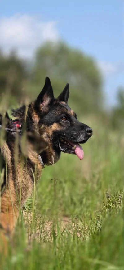 BrotatyChleb - @TomSz: zazdro, mojego wziałem 4 lata temu i ma nas w dupie XD Najbard...