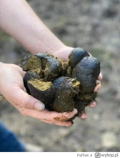 FulTun - Psytttt.... Chcesz trochę wykopu...?