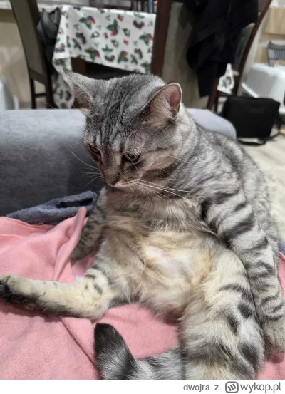 dwojra - Wszystko to takie jakieś nie wiem
#kot #kitku #pokazkota