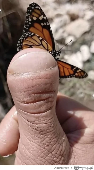 Akuzativ94 - Niby listopad, a zobaczcie jakiego ładnego motylka znalazłem jeszcze

#h...