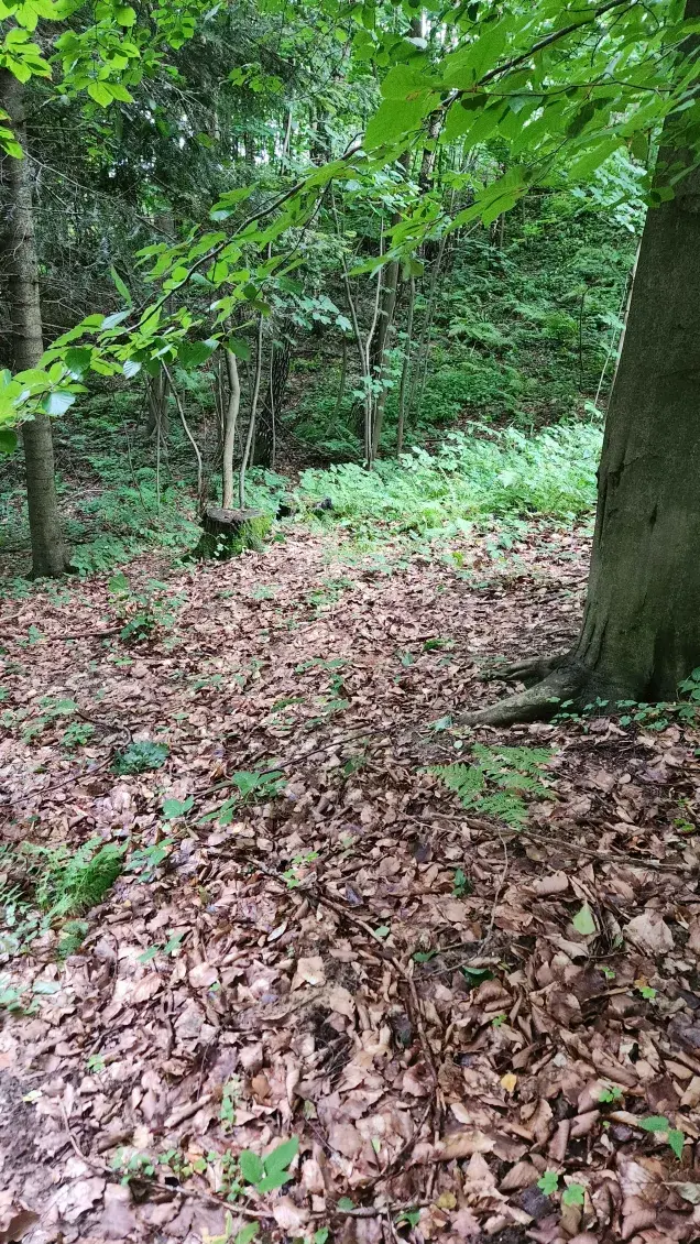 Wanzey - Oto huopski las 

#przegryw