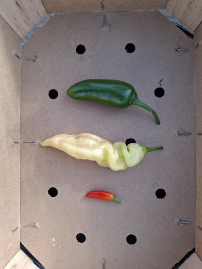 tmkg - #chilizgobim #chilihead #chili
Pomozecie w identyfikacji papryczek? Jalapeno i...