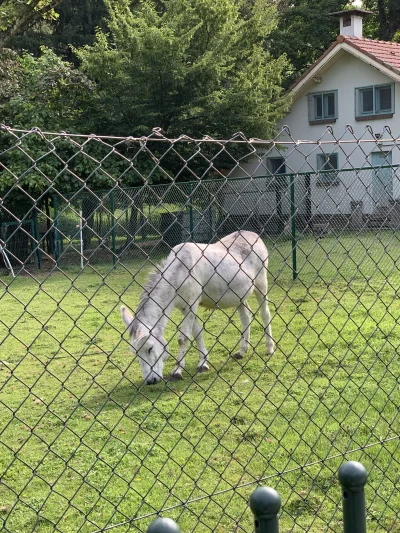 lvbie_placki - osiołek!!!