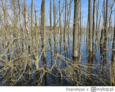 DopraRypa - 74 854 + 112 = 74 966

Pierwsza setka w tym roku. Pozbierane kwadraty koł...