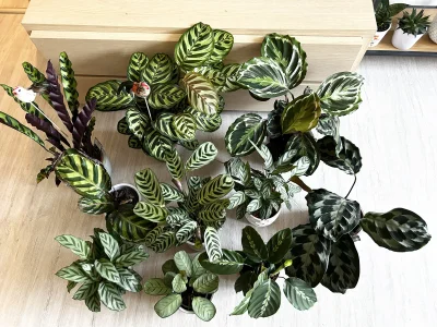 Zoyav - moje kalatełki (wszystkie)

#rosliny #roslinydoniczkowe #calathea #chwalesie