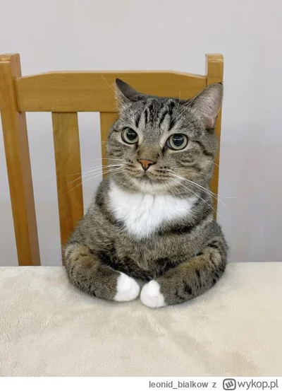 leonidbialkow - @chlodnakalkulacja: czeba mieć coś z głuwką nie tak