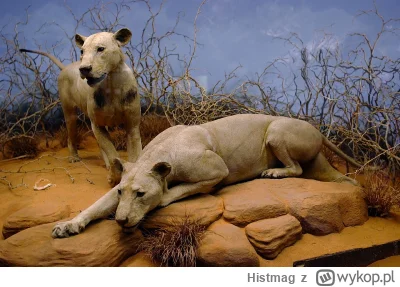 Histmag - Znalezisko - Ich ofiarą miało paść ponad 100 osób. Dlaczego lwy z Tsavo pol...