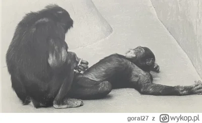goral27 - Zdjęcie przedstawia samca bonobo, który umila czas swojemu koledze (innemu ...