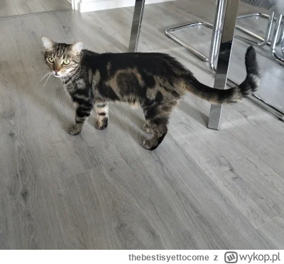 thebestisyettocome - Szalał pół nocy, teraz go łamie spanie i drze mordę.

#koty #pok...