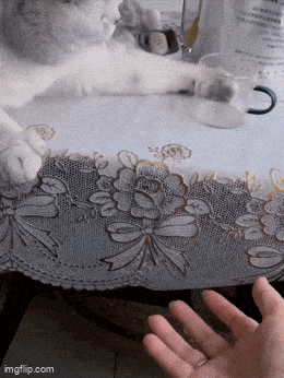 wfyokyga - Kocia menda