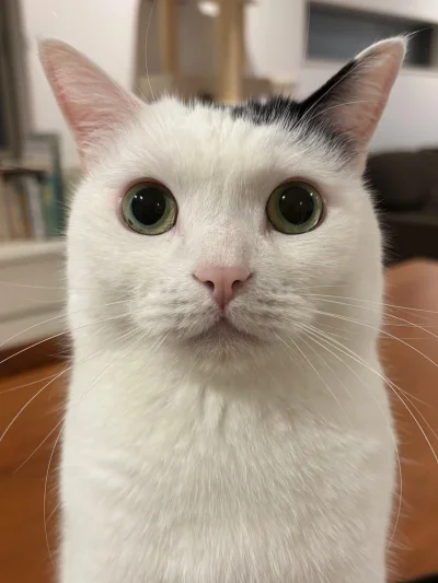 MyOwnWorstEnemy - #koty