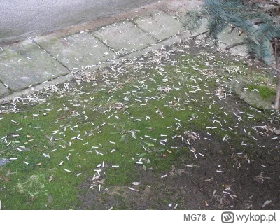 MG78 - U mnie w bloku ostatnio wprowadził się jakiś brudas, który wyrzuca swoje śmiec...