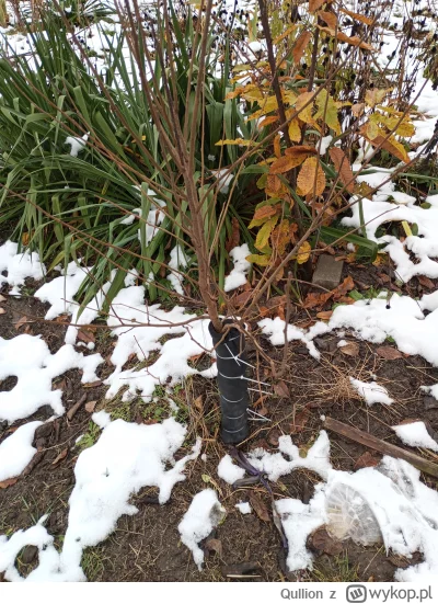 Qullion - Dzisiaj wpadłem na działkę owinąć kaki by nie przemarzły.
#ogrodnictwo #ros...