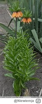 Niewiemja - @Pracujezdalniechyba: Koło ananasa nawet nie stało ( ͡° ͜ʖ ͡°)  Rozwijają...