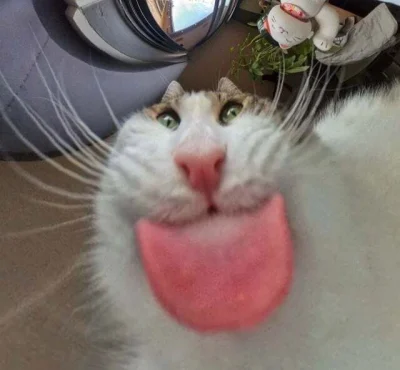 obuniem - #koty #kitku 
xD