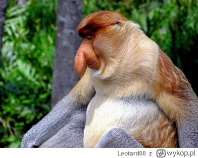 Leotard00 - Wielkieś mi uczynił pustki w domu moim,

Mój drogi @Hfpx , tym zniknienim...