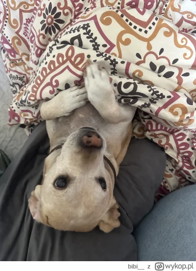 bibi__ - Piesek mówi dobranoc ʕ•ᴥ•ʔ
#pieseczkizprzypadku #pokazpsa