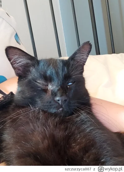 szczurzyca007 - czy śpiący #kotek Wojtuś może liczyć na plusika od wykopków?
#kitku #...