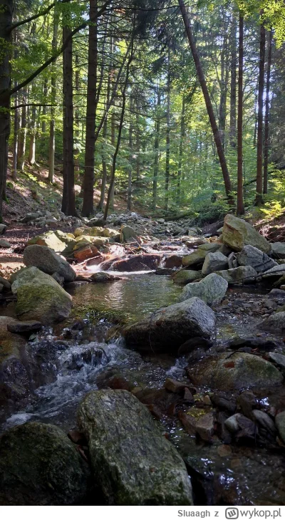 Sluaagh - #spierdotrip 
(｡◕‿‿◕｡)