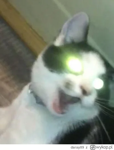 daray89 - #codziennykotopetany #dziwnekotki