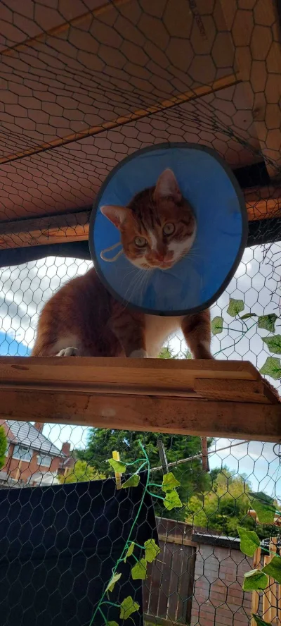 sm3rf-m4rud4 - Od dziś jestem triceratopsem. Ładuj do papy jakbyś karmił dinozaura.

...