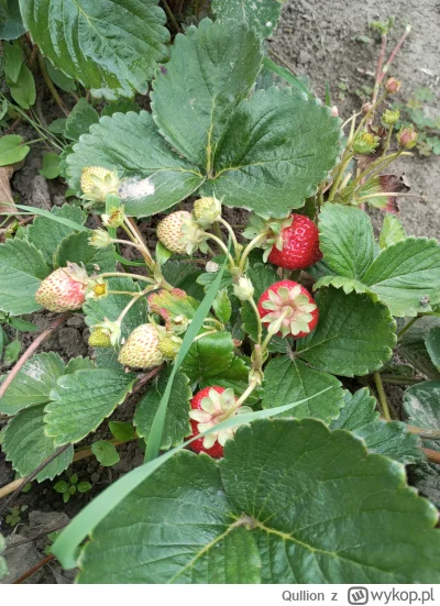 Qullion - #ogrodnictwo #rosliny
Dzisiaj przyszła pora by coś ogarnąć na działce, ale ...