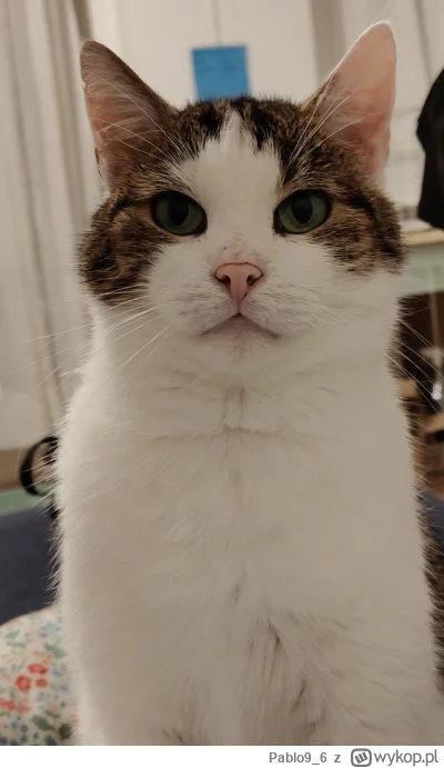 Pablo9_6 - Puchaty misio Bobisio. Wygląda na grzecznego chłopca, ale po prostu czai s...