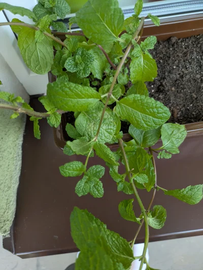 ayyy_lmao - haha unlimited mięta glitch
#gownowpis