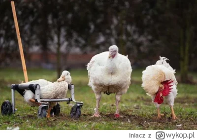 iniacz - Wystarczy złotówka, by uszczęśliwić mojego ptaka! Elo Mireczki, za tydzień k...