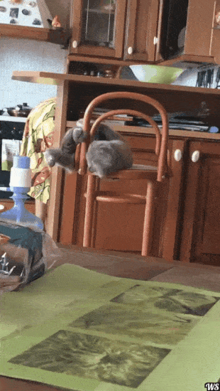 wfyokyga - Na tym akustycznym portalu, to nawet pod gifem z kotem wybucha kłótnia, ob...