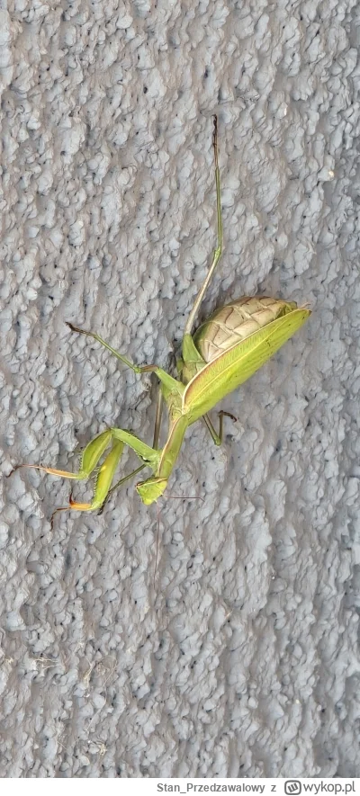 StanPrzedzawalowy - @KrecikCygan siemano