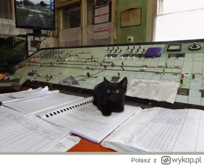 Polasz - #kotki
