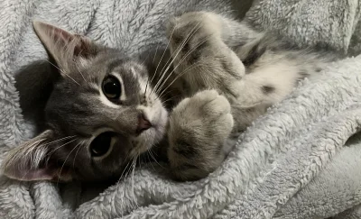 Zarathax - #kitku #koty #zwierzaczki