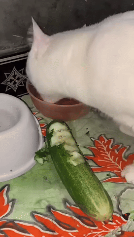 dywergent - czasami mysle