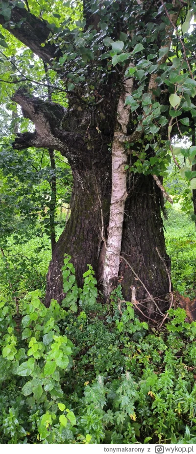 tonymakarony - ooo gdzie brzoza wyrosła dla jego ( ͡° ʖ̯ ͡°)

taguje #spierdotrip mim...