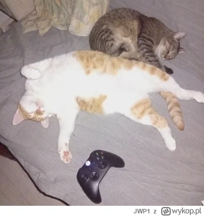 JWP1 - Nocne 1,5  kitku ʕ•ᴥ•ʔ
#koty 
#pokazkota