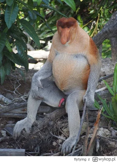 flytying - @Castel-Gandolfo