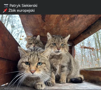 ciagleloginzajety - Wyglądają jak jakiś zespół muzyczny

SPOILER