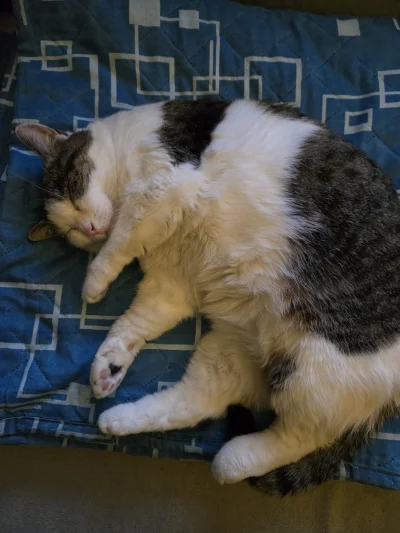 Solsith - #pokazkota #spaslak pogłaszcze po bebzonie( ͡° ͜ʖ ͡°)