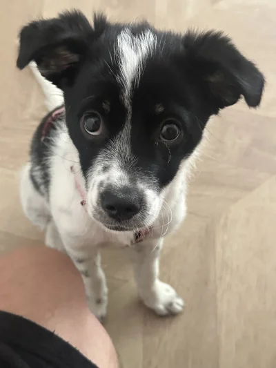 Miszza123 - Hej taki o to 3miesieczny piesek #pokazpsa #fotografia