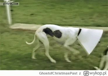 GhostofChristmasPast - Kiedy życie daje cytryny..
#smiesznepieski
#trzecieoko
#gif