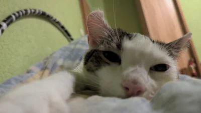 vulcanitu - #koty #pokazkota