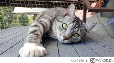 donfallo - #pokazkota