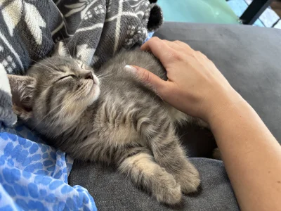 wybryk_natury - Spanko 
#misiafanclub #pokazkota