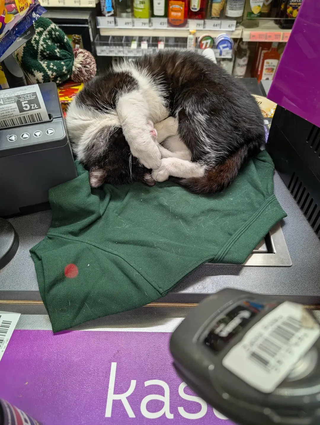 KukiScotland - Tymczasem w lokalnej Żabce ...... kitku #koty #wykop #kitku