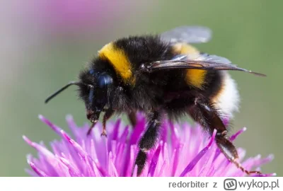 redorbiter - @wfyokyga: