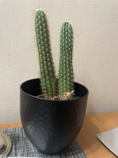 Virek2 - Cześć wszystkim,

Niedawno dostałem kaktusa i mam problem z jego identyfikac...