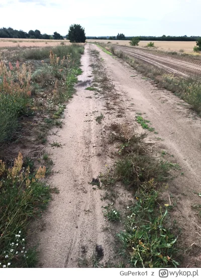 GuPerko1 - Witam, miał być spacer o 3:50 ale niestety zaspałem

 tak samo jak miały b...